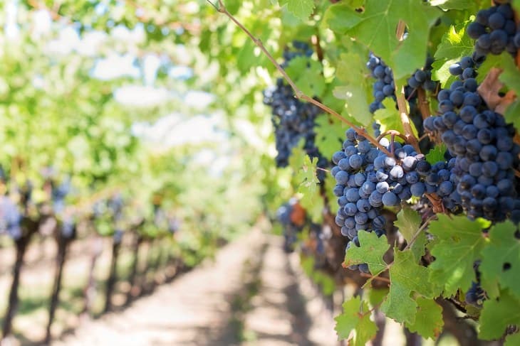 Red u vinogradu sa grožđem u prvom planu