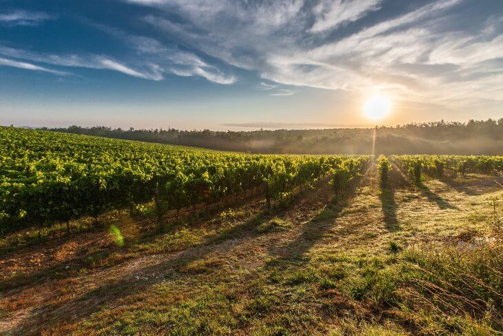 Suncem obasjana polja vinograda